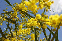 Mimose, clichè e ottimo vino